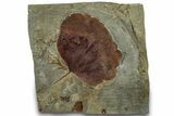 Fossil Leaf (Zizyphoides) - Montana #305944-1